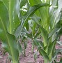 Image result for "european-corn-borer"