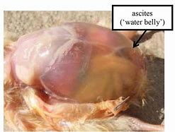 Image result for Chicken Ascites
