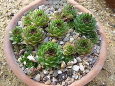 pianta grassa da interno sempervivum tectorum pianta grassa da esterno pianta grassa da interno sempervivum tectorum pianta grassa da esterno