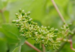 Image result for Growing Grapes