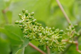 Image result for Growing Table Grapes