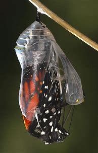 Image result for Butterfly Emerging From Cocoon