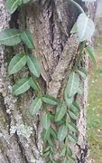Image result for Wild Vines That Grow in Tennessee