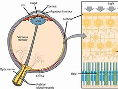 Image result for Retina Del Ojo