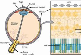 Image result for Iris vs Retina