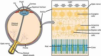 Image result for Retina Eye Diagram