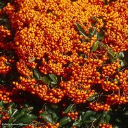 Image result for Pyracantha Saphyr Orange