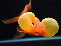 Image result for A Bubble Eye Fish