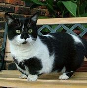 Image result for Munchkin Cat Full-Grown
