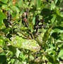 Image result for "bean-aphid"