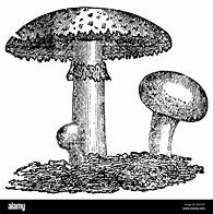 Image result for Shigga Mushroom