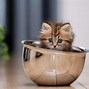 Image result for A Picture of the Cutest Cat in the World