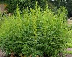 Image result for Datisca cannabina