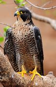 Image result for Falcon Species