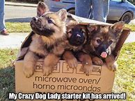 Image result for German Shepherd Female Memes