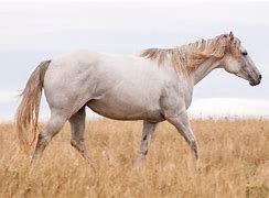Image result for National Canadian Horse
