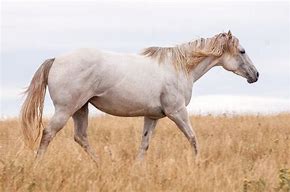 Image result for Gray Mustang Horse
