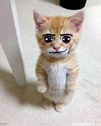 Image result for Cat Meme Format