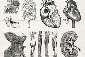 Image result for Vintage Anatomy Graphics