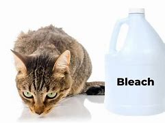 Image result for Cat Drinking Bleach