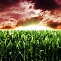 Image result for 4K Corn Field Fall