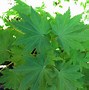 Image result for Improve Color Maple Tree