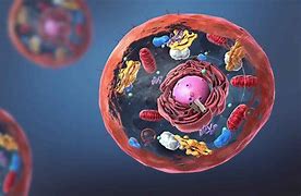 Image result for Life Science Cells