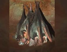 Image result for Ghost Bat Eating