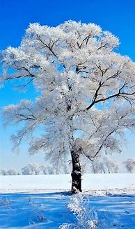 Image result for Cool Nature Wallpaper iPhone 6