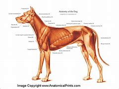 Image result for Dog Anatomy Diagram