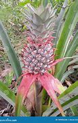 Image result for Pineapple Tree or Bush