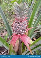 Image result for Tall Pineapple Trees