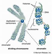Image result for Chromatin Chromatid Chromosome