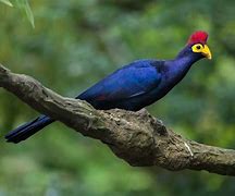 Image result for Ross's Turaco