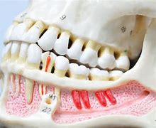 Image result for Teeth and Jaw Anatomy