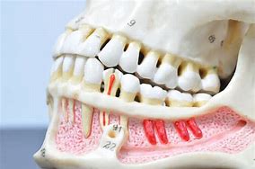 Image result for Teeth Skull Anatomy