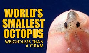 Image result for Smallest Animal On Earth