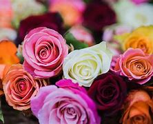 Image result for Gold Color Flowers