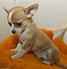 Image result for Chihuahua