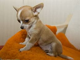 Image result for Free Chihuahua Puppy