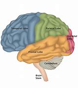Image result for Which Brain Do You Want