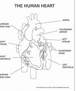 Image result for Carotid Arteries