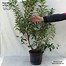 Image result for Prunus lusitanica Brenelia