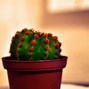 Image result for Cactus Desktop