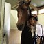 Image result for Horse Race Attire