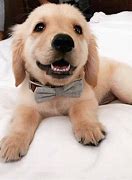 Image result for Dog with Bow