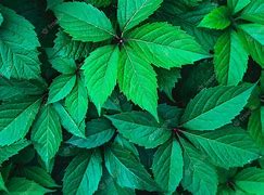 Image result for Poison Ivy Plant Wallpaper