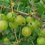 Image result for Ribes uva-crispa Pixwell