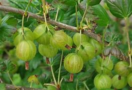 Image result for Ribes uva-crispa Martlet