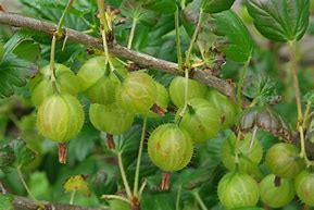 Bildergebnis für Ribes uva-crispa Capivator